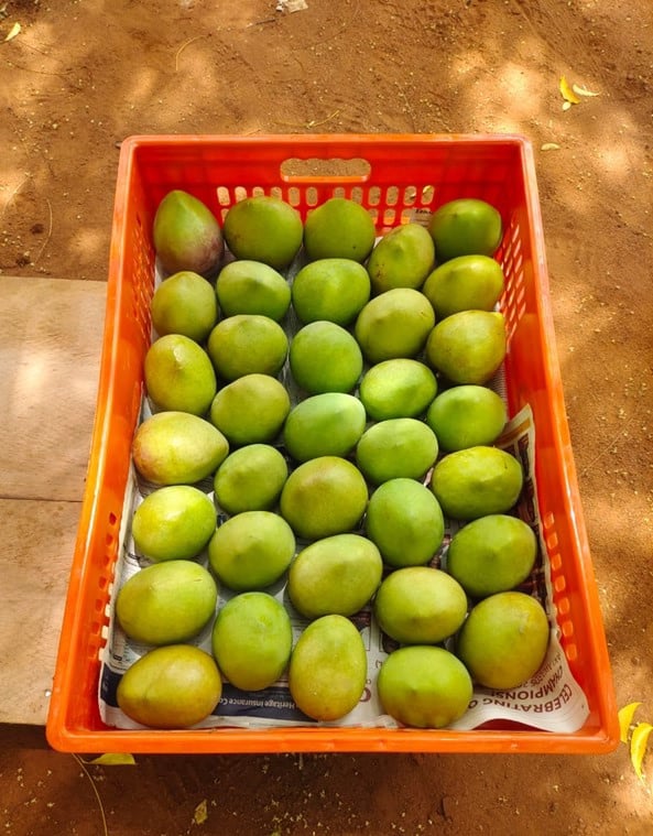 Fresh mango from the orchard