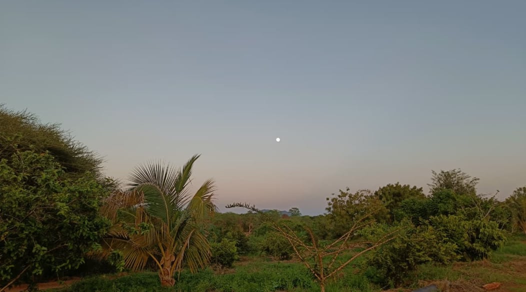 Lush tree view at Aam Altair