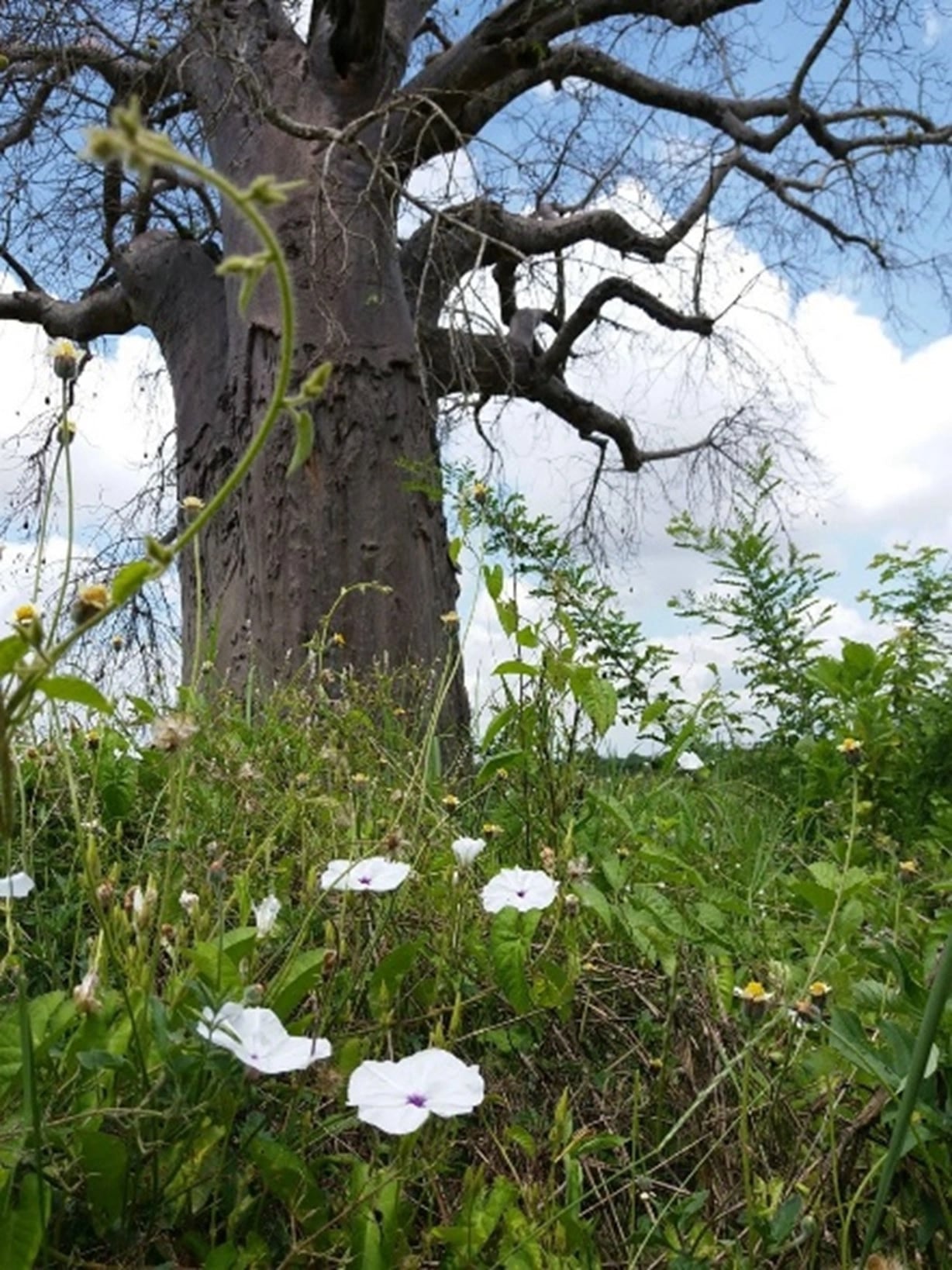 The Seed is Planted - 2008