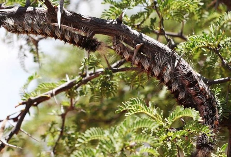 Mango orchard landscape