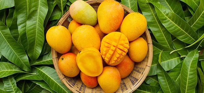 Mango Tasting